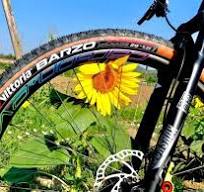 Ruote in carbonio MTB 29er HookLess Carbon+ EVO XL38-30 ...