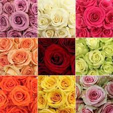 Bulk Wholesale Roses 200 Stems Fiftyflowers Wholesale Flowers Bulk Roses Flower Mobile