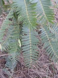 Image result for Brachystegia boehmii