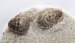 Image result for Fadogia arenicola