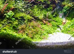 Image result for Rotala mexicana