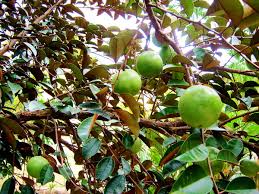 Vú sữa – Wikipedia tiếng Việt