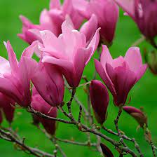 Little Girl Hybrid Magnolia Finegardening Ornamental Trees Magnolia Trees Dwarf Magnolia Tree
