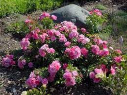 We did not find results for: Rosales Tapizantes Rosal Cubresuelos Rosal Tapizante Rosas Tapizantes Rosales Modernos Rosas Modernas