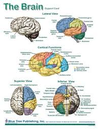 Brain Anatomical Charts Laminated