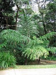 Caryota Gigas Australian Native Garden Plants Native Garden