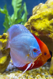 Neon Sapphire And Super Red Melon Discus Tropical Fish Freshwater Aquarium Discus Aquarium