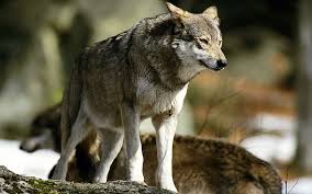 We did not find results for: Wolf Pups 1080p 2k 4k 5k Hd Wallpapers Free Download Wallpaper Flare