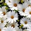 Fresh daisy flowers near me. Https Encrypted Tbn0 Gstatic Com Images Q Tbn And9gcryqqgndyaz9c7p71gm26xe Ss2 Tsebexebrorj0 40c0vocc0 Usqp Cau