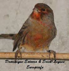 Le Canari Bronze