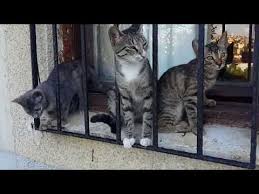 Nazik Hanim Kedileri Hizli Arabalardan Kurtarir Kind Lady Saves Cats From Speedy Cars Youtube Cok Sirin Hayvanlar Cats Kedi