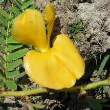 Image result for Aeschynomene elaphroxylon