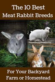 Top 10 Meat Rabbits The Imperfectly Happy Home Meat Rabbits Breeds Rabbit Breeds Meat Rabbits