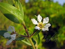 Image result for Pemphis