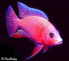 Many types of peacock cichlid come. Premium Lake Malawi Firefish Peacock Cichlid
