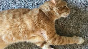 It is based on t.s. Bellingham Pet Owner I Need To Find Out Who Shot My Cat Komo