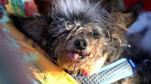 Même les chiens les plus moches du monde méritent votre amour. Election Du Nouveau Chien Le Plus Laid Du Monde