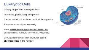 Bacteria and archaea are prokaryotes, while all other living organisms — protists, plants, animals and fungi — are. Prokaryotic Vs Eukaryotic Cells Prokaryotic Vs Eukaryotic Cells