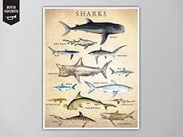 Amazon Com Shark Chart Vertical Art Print Shark Chart
