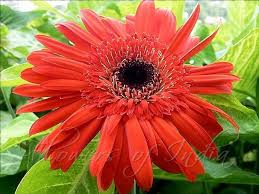 Image result for Gerbera jamesonii