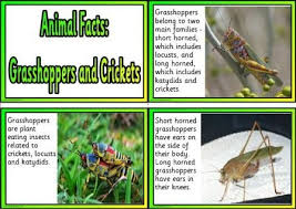 Free Animal Facts Printable Flashcards Or Posters Animal Facts For Kids Grasshopper Facts Printable Flash Cards