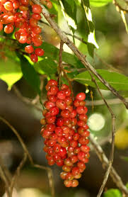 Image result for Antidesma