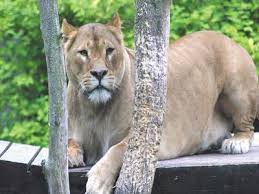 Newquay zoo is a zoological garden located within trenance leisure park in newquay, england. Newquay Zoo Zoo Animal Centre Or Park In Cornwall England