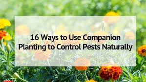 Pest control is something all of us have had some experience with at one point or another. 16 Ways To Use Companion Planting For Pest Control Naturally