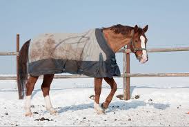 Mein pony steht allerdings in einer ghp,deshalb frage ich.wenn ich ihn eindecken würde,das ab wann,und wie?lg. Thermoregulation Beim Pferd Decke Rauf Ja Oder Nein