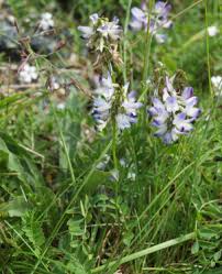 Image result for Antopetitia abyssinica