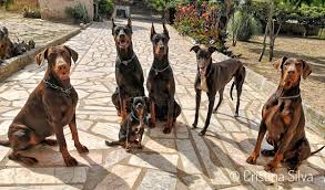 These dogs have since reproduced many times and have speciated into the breed known today. Dobermans Hashtag On Twitter