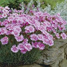 Image result for Dianthus micropetalus