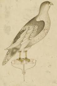 Aparna Kakrania Adli Kullanicinin Mughal Deccani Hindu Indian And Company School Animals And Plants Panosundaki Pin Cizim Minyaturler Kus
