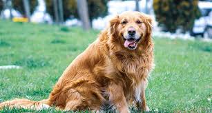 Like humans, your fur babies can also grow overweight and experience different health conditions. Is My Dog Fat How To Tell Gallant