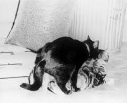 Male Feline Sexual Behavior Veterian Key