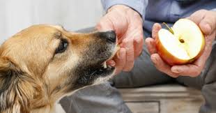 11 Aliments D Ete Qu Il Ne Faut Surtout Jamais Partager Avec Votre Chien Chien Nourriture Chien Alimentation Animale