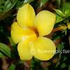 Flowers names in tamil and english with images.learn tamil flowers name,பூக்களின் பெயர்கள் தமிழ். 1