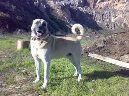 Turkhis Dog Kangal Kopek