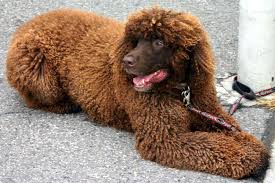 Cities were bursting with pups and many dogs were as someone with curly hair, i actually spent most of my adult life anxiously avoiding clarifying shampoos out of fear that they would completely. 13 Cute Dog Breeds With Curly Hair
