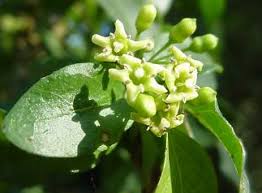 Image result for Canthium glaucum