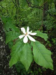 Most popular types of dogwood trees in bloom for landscaping with top 2018 reviews and photo gallery of backyard and front yard design ideas. 30 Great Flowering Trees For Alabama Gardens Progardentips