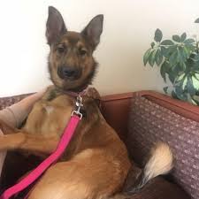 Please call if we can help: Animal Allergy Ear Clinic Beaverton Or