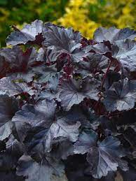 Heuchera black pearl is a stunning black foliage plant for both shade and sun! Heuchera Black Pearl Bluestone Perennials