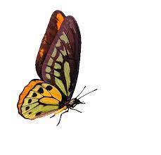 Beautiful Butterfly Gifs Borboletas Lindas Borboletas Imagens Animadas