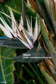 Image result for Strelitziaceae