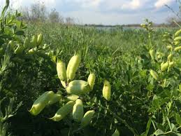 Image result for Chamaecrista comosa