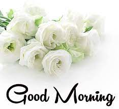 We did not find results for: White Beautiful Rose With Good Morning Image Free Good Morning Images Free Good Morning Images Good Morning Images Morning Images