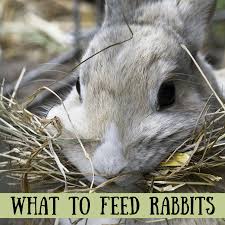 Salt helps in the production of chloride and chloride helps in the synthesis of. Bunny Care Guide What Foods Do Rabbits Eat Pethelpful