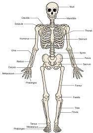 Pin By Yusuf Akb On Major Body Systems Human Skeleton Labeled Human Skeleton Model Human Skeleton
