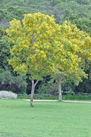 Image result for Pterocarpus rotundifolius